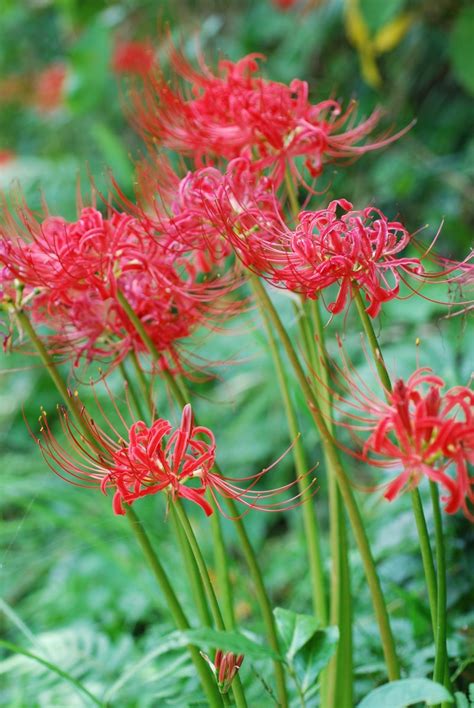 彼岸花 地獄花|ヒガンバナ